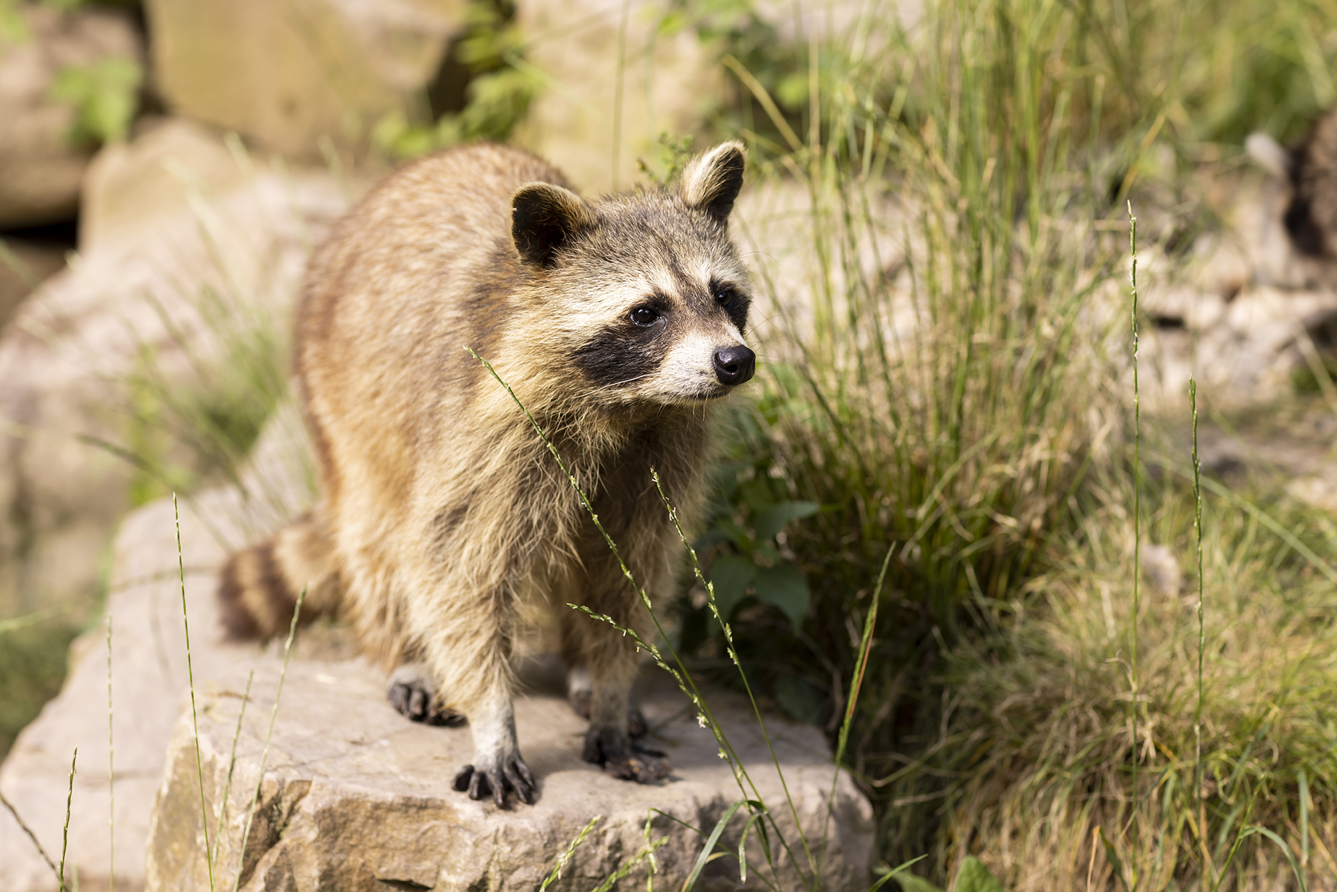 Ein Waschbär aus dem Wildpark Knüll steht auf einem Stein
